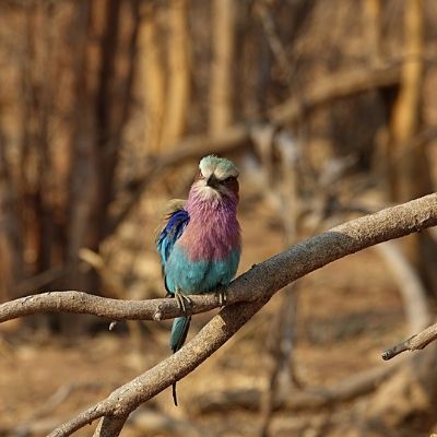 16 Day Namibia & Botswana Private Guided Birding Safari